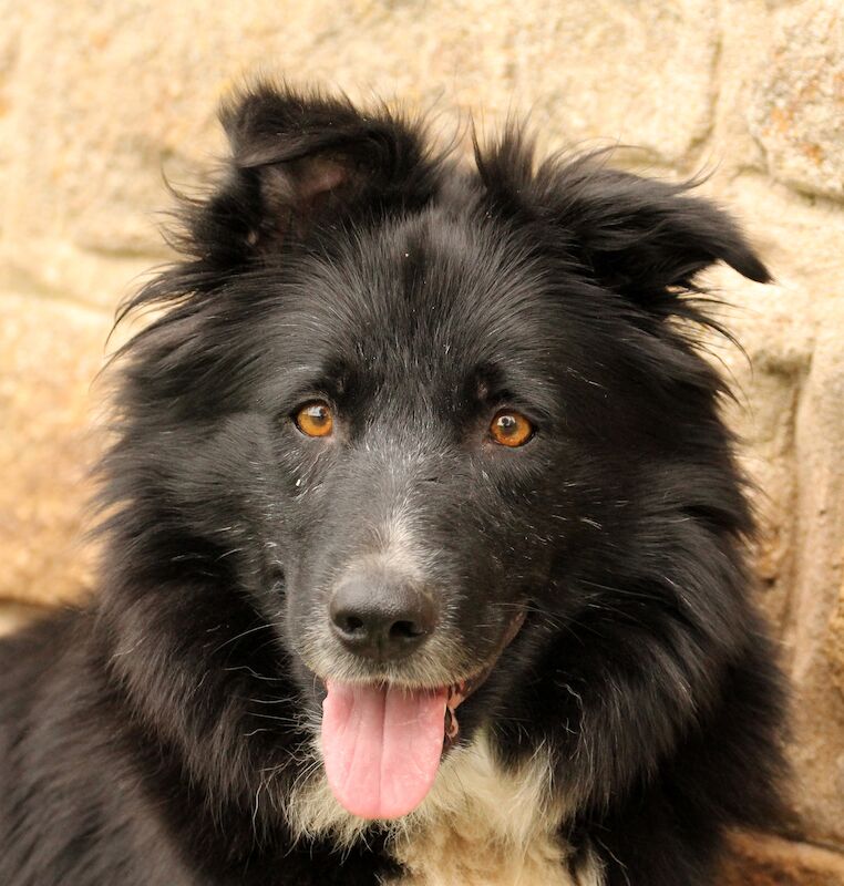 Gold Standard Bordoodle puppies - Border collie x Poodle for sale in Much Wenlock, Shropshire - Image 8