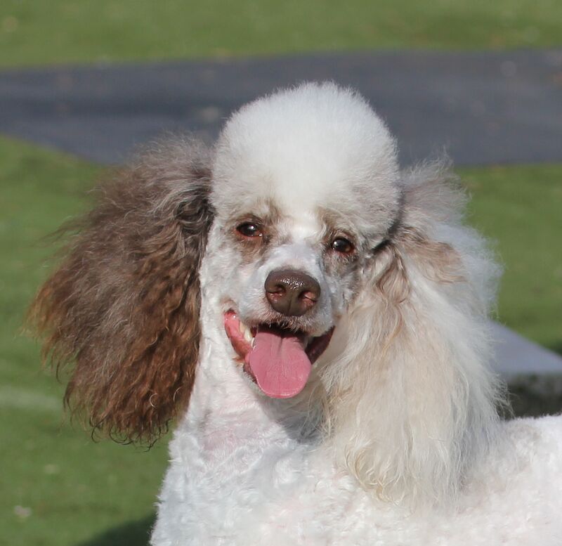 Gold Standard Bordoodle puppies - Border collie x Poodle for sale in Much Wenlock, Shropshire - Image 7