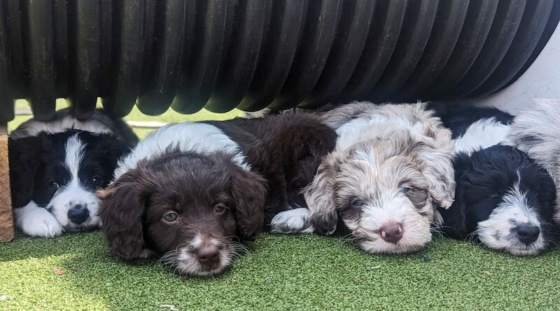 Gold Standard Bordoodle puppies - Border collie x Poodle for sale in Much Wenlock, Shropshire - Image 1