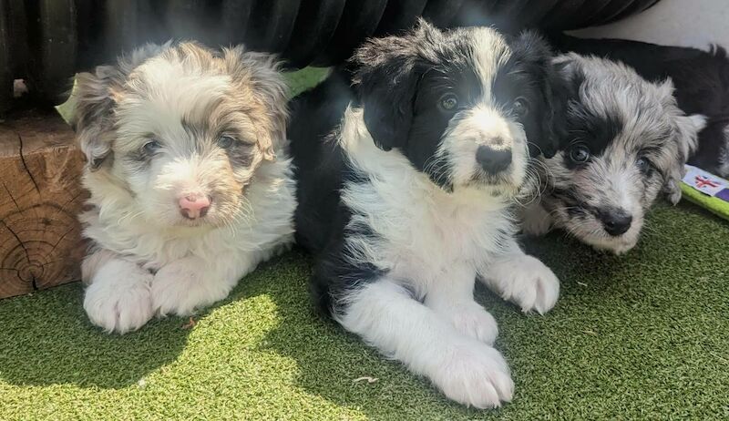 Gold Standard Bordoodle puppies - Border collie x Poodle for sale in Much Wenlock, Shropshire - Image 2