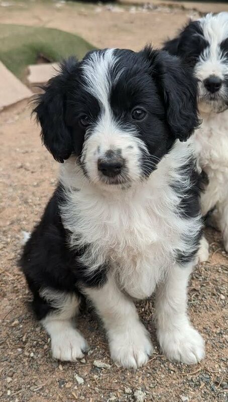 Gold Standard Bordoodle puppies - Border collie x Poodle for sale in Much Wenlock, Shropshire - Image 3