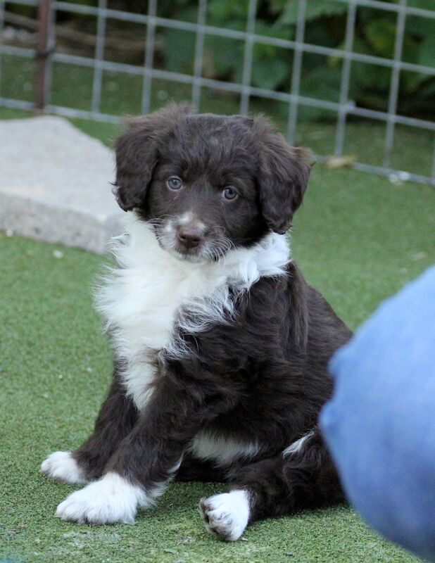 Gold Standard Bordoodle puppies - Border collie x Poodle for sale in Much Wenlock, Shropshire - Image 4