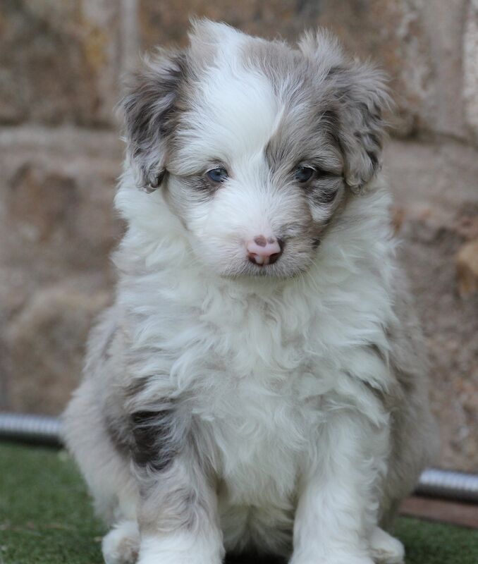 Gold Standard Bordoodle puppies - Border collie x Poodle for sale in Much Wenlock, Shropshire - Image 5