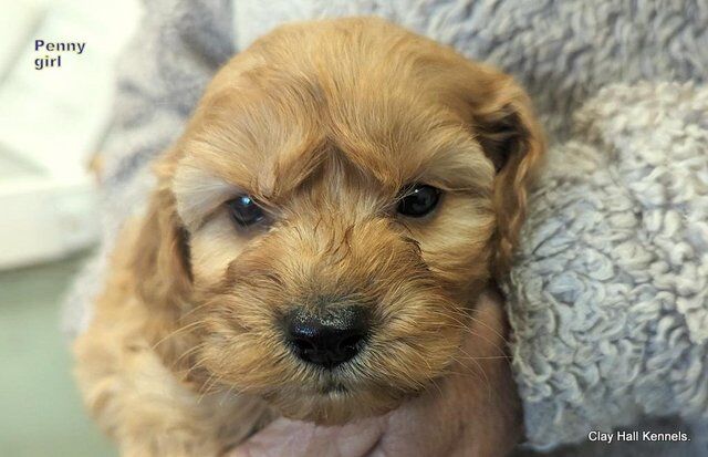 Golden F1 Cockapoo puppies, ready soon. for sale in Diss, Norfolk - Image 1