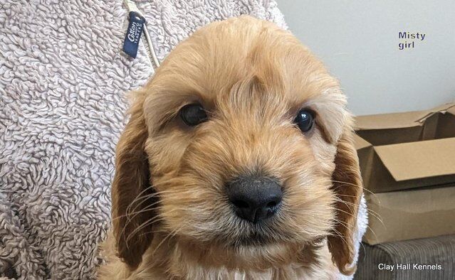 Golden F1 Cockapoo puppies, ready soon. for sale in Diss, Norfolk - Image 2