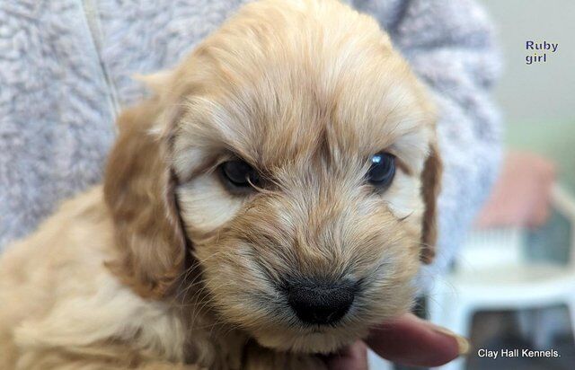 Golden F1 Cockapoo puppies, ready soon. for sale in Diss, Norfolk - Image 3