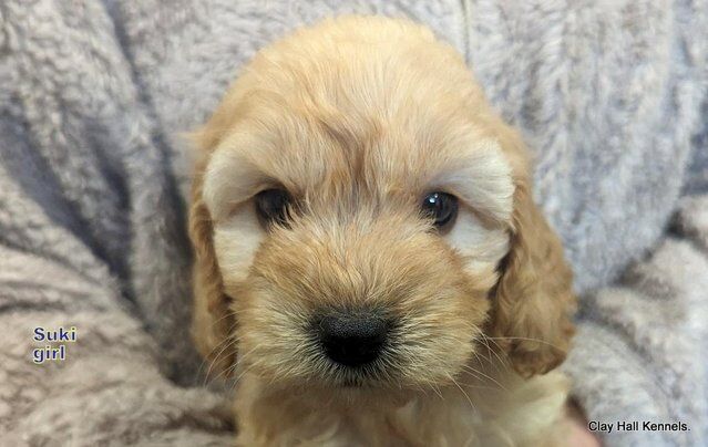 Golden F1 Cockapoo puppies, ready soon. for sale in Diss, Norfolk - Image 4