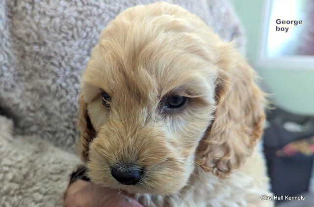 Golden F1 Cockapoo puppies, ready soon. for sale in Diss, Norfolk - Image 5
