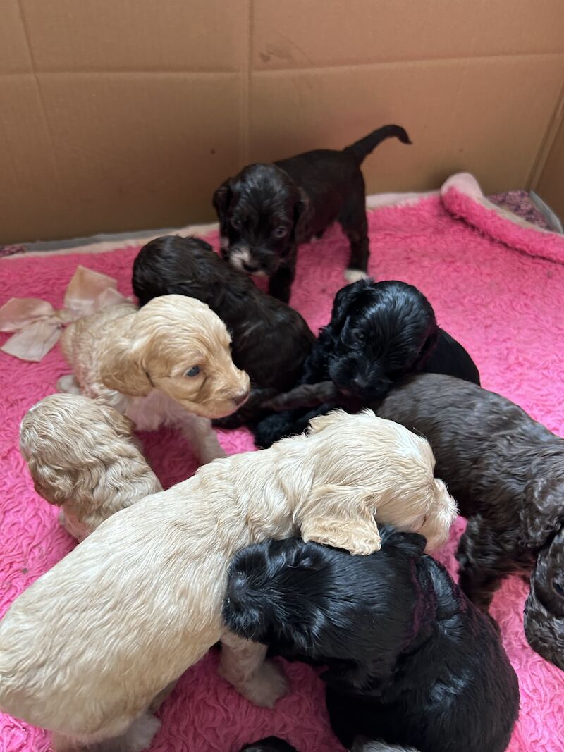 Gorgeous Cockapoo puppies for sale in Buckinghamshire - Image 1