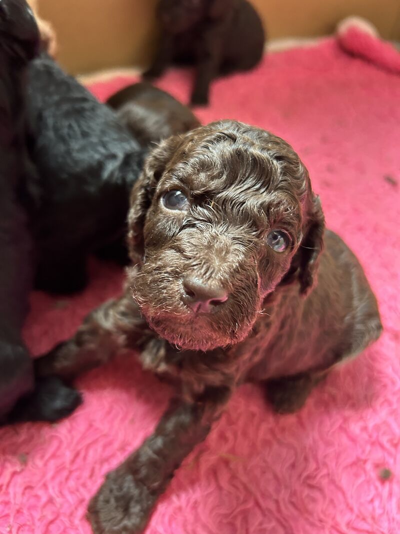 Gorgeous Cockapoo puppies for sale in Buckinghamshire - Image 2