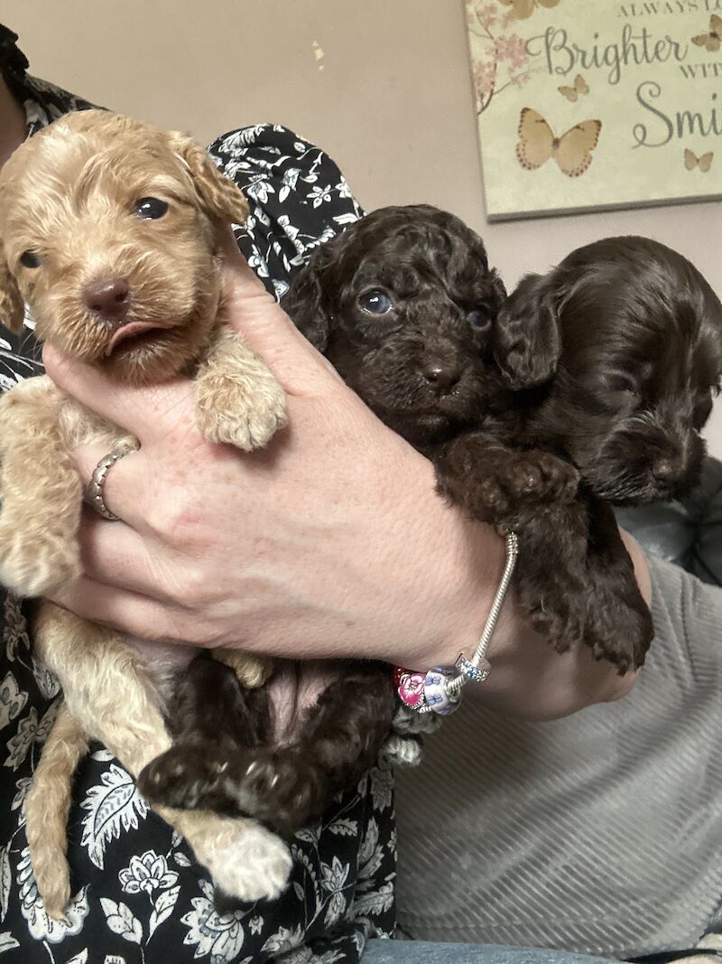 Gorgeous Cockapoo puppies for sale in Buckinghamshire - Image 3