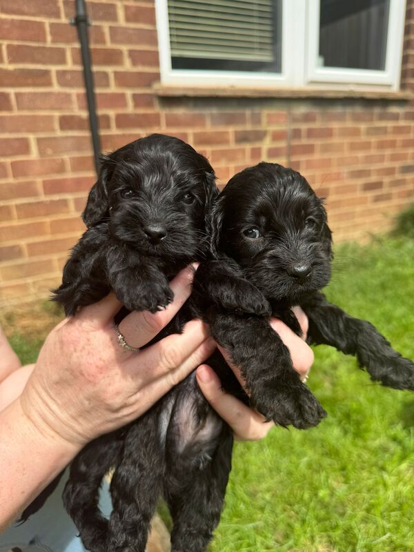 Gorgeous Cockapoo puppies for sale in Buckinghamshire - Image 4