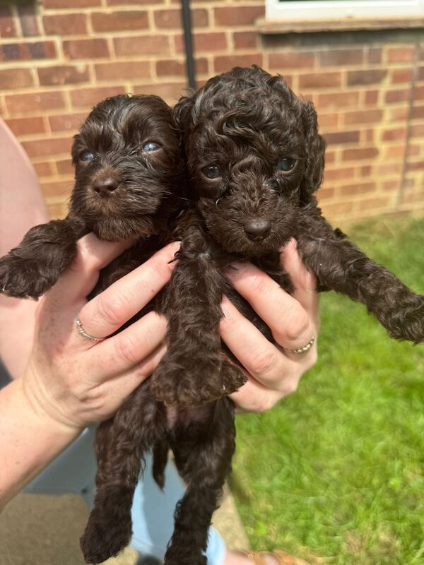 Gorgeous Cockapoo puppies for sale in Buckinghamshire - Image 5