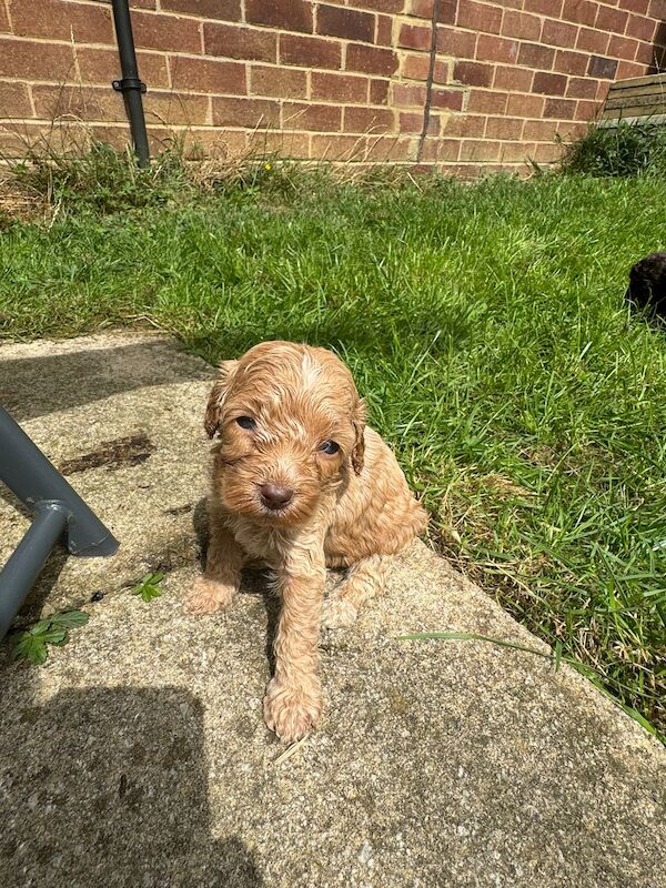 Gorgeous Cockapoo puppies for sale in Buckinghamshire - Image 6