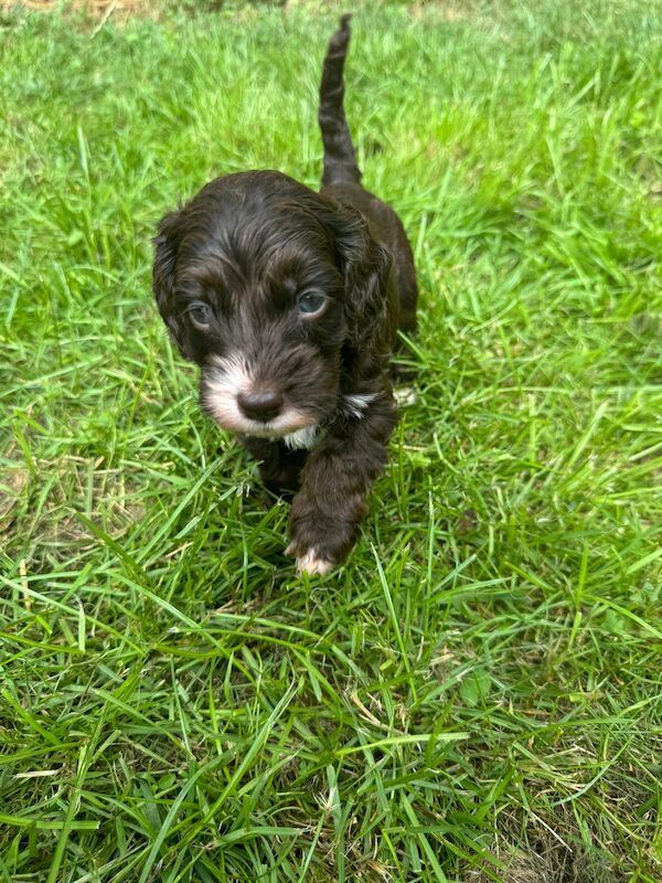 Gorgeous Cockapoo puppies for sale in Buckinghamshire - Image 7