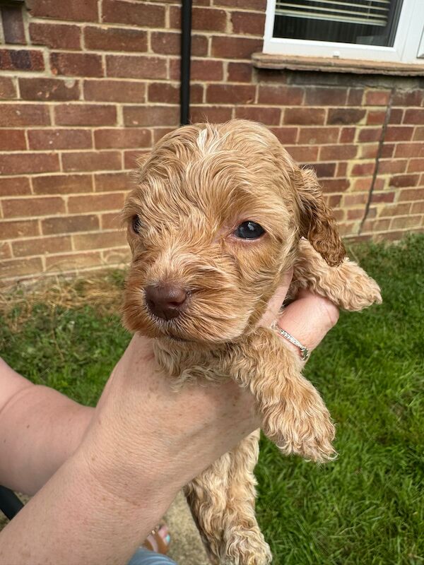 Gorgeous Cockapoo puppies for sale in Buckinghamshire - Image 8