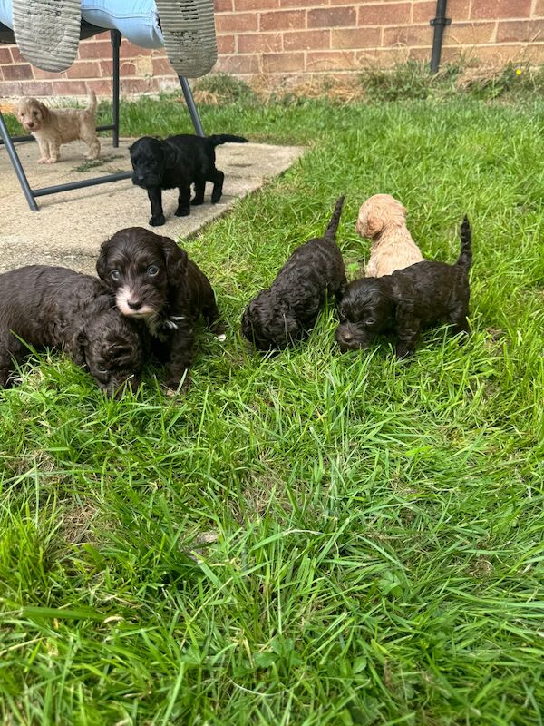 Gorgeous Cockapoo puppies for sale in Buckinghamshire - Image 9