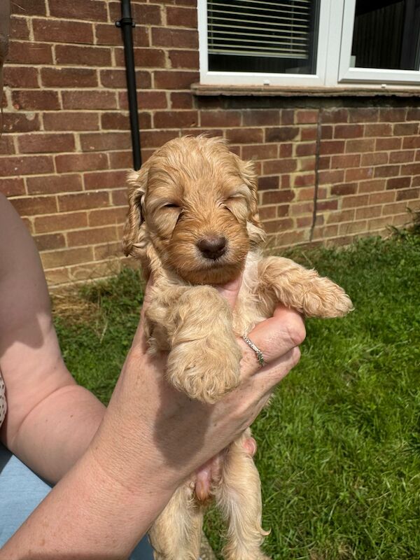 Gorgeous Cockapoo puppies for sale in Buckinghamshire - Image 10