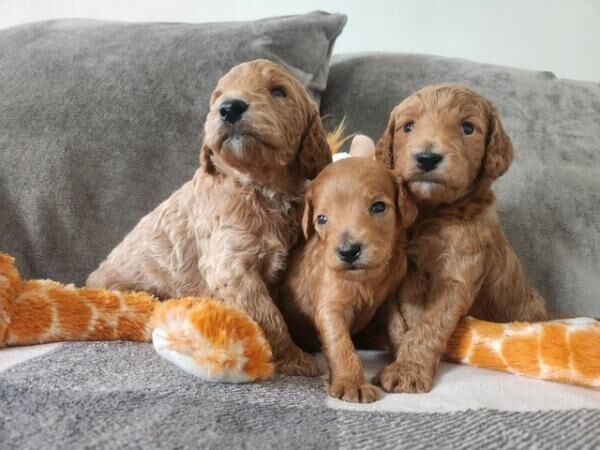 GORGEOUS COCKAPOO PUPPIES FOR SALE in Huddersfield, West Yorkshire