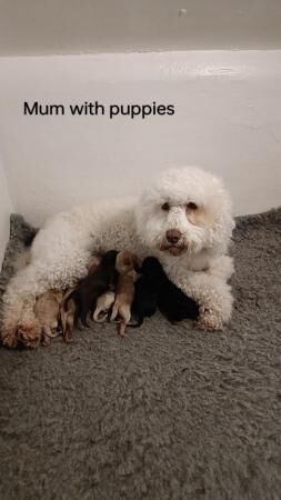 Gorgeous cockapoo puppies for sale in Pontefract, West Yorkshire