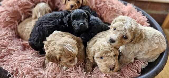 Gorgeous f1b Cavapoo pups.health tested parents for sale in New York, Lincolnshire