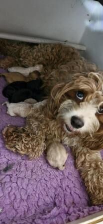 Gorgeous f1b Cavapoo pups.health tested parents for sale in New York, Lincolnshire - Image 2