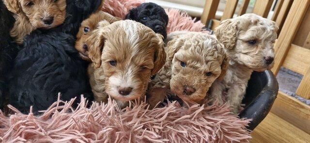 Gorgeous f1b Cavapoo pups.health tested parents for sale in New York, Lincolnshire - Image 3