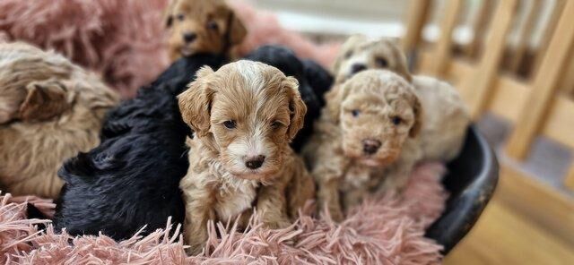 Gorgeous f1b Cavapoo pups.health tested parents for sale in New York, Lincolnshire - Image 4