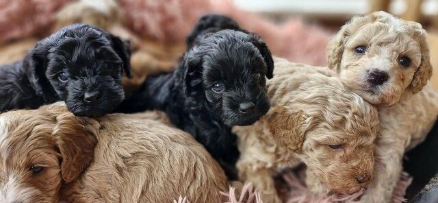 Gorgeous f1b Cavapoo pups.health tested parents for sale in New York, Lincolnshire - Image 5