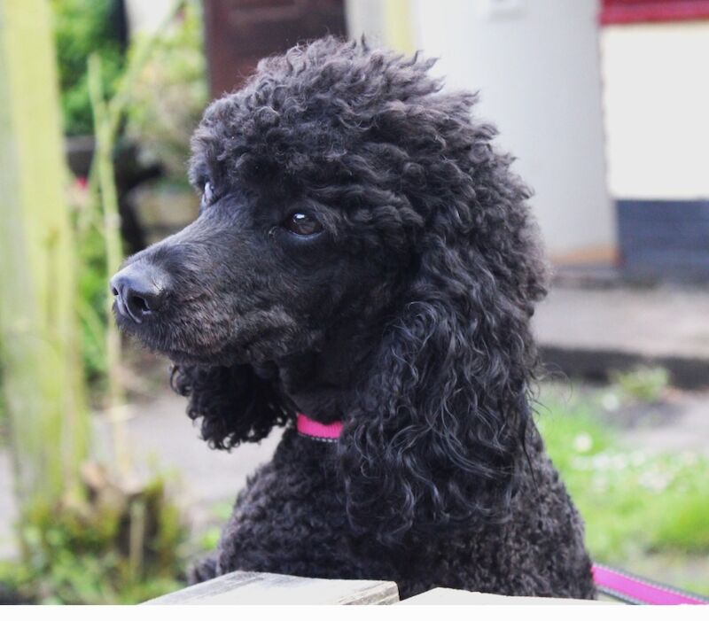 Gorgeous kc registered miniature poodle for sale in WA11 0EZ - Image 5