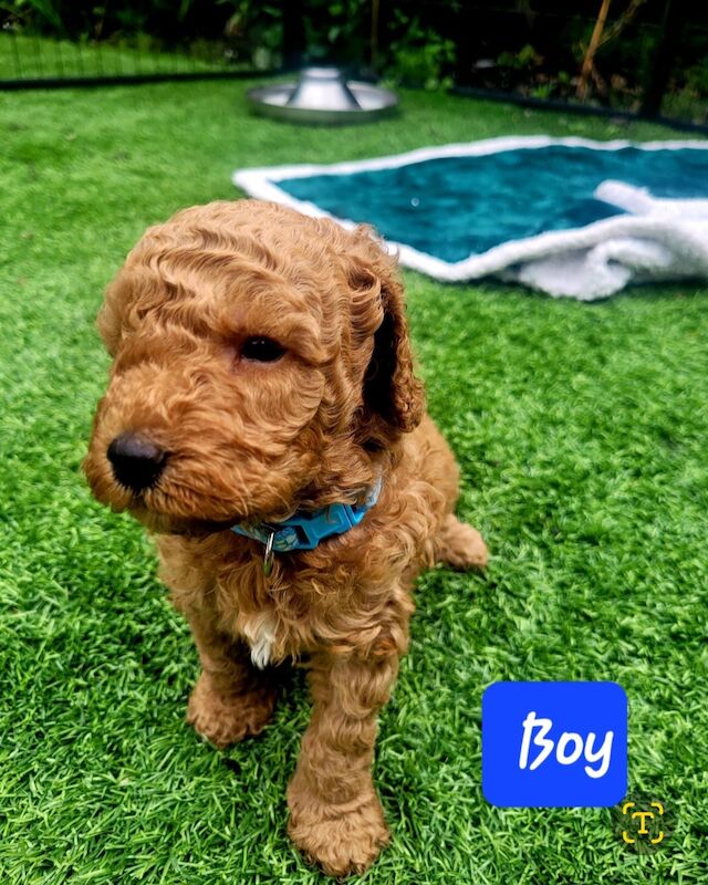 Gorgeous kc registered miniature poodle for sale in WA11 0EZ - Image 4