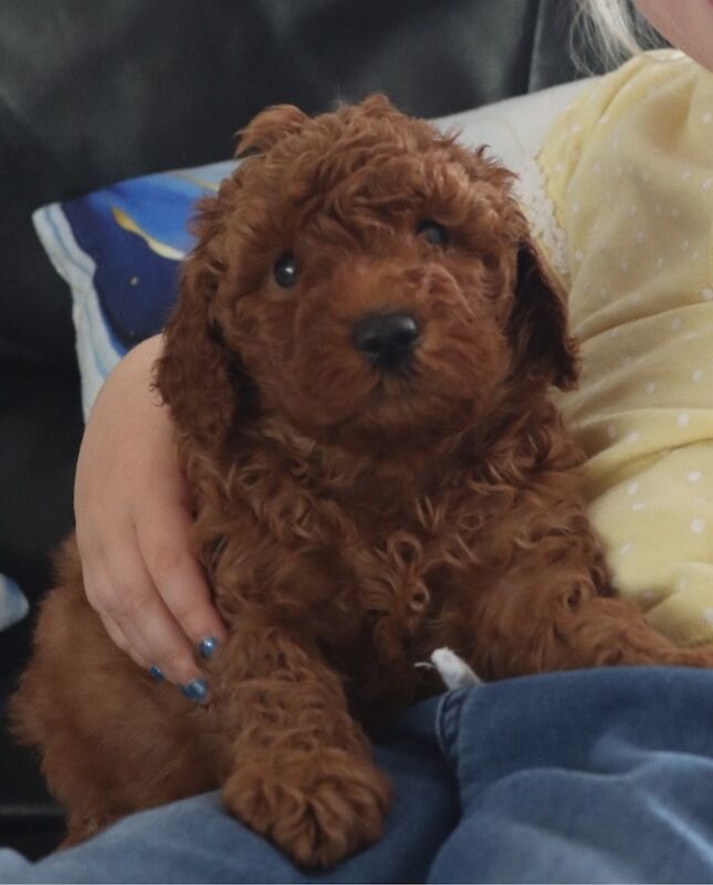 Gorgeous kc registered miniature poodle for sale in WA11 0EZ - Image 3