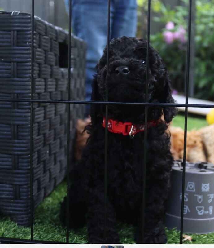 Gorgeous kc registered miniature poodle for sale in WA11 0EZ