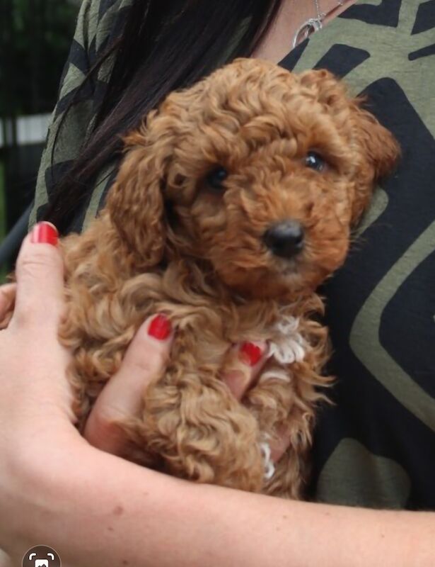 Gorgeous kc registered miniature poodle for sale in WA11 0EZ - Image 2