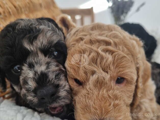 Gorgeous Miniature Poodle Puppies for sale in Nuneaton, Warwickshire