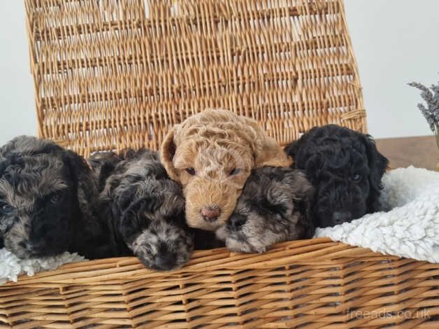 Gorgeous Miniature Poodle Puppies for sale in Nuneaton, Warwickshire - Image 3