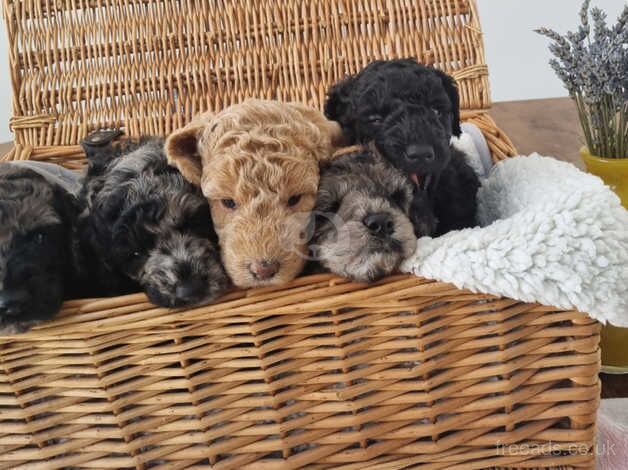 Gorgeous Miniature Poodle Puppies for sale in Nuneaton, Warwickshire - Image 4