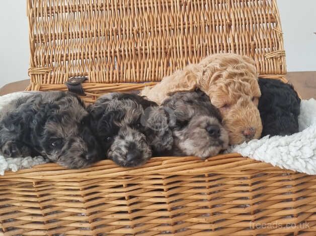 Gorgeous Miniature Poodle Puppies for sale in Nuneaton, Warwickshire - Image 5