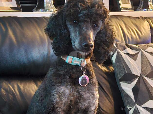 Gorgeous miniature size poodle for sale in Burnley, Lancashire - Image 1