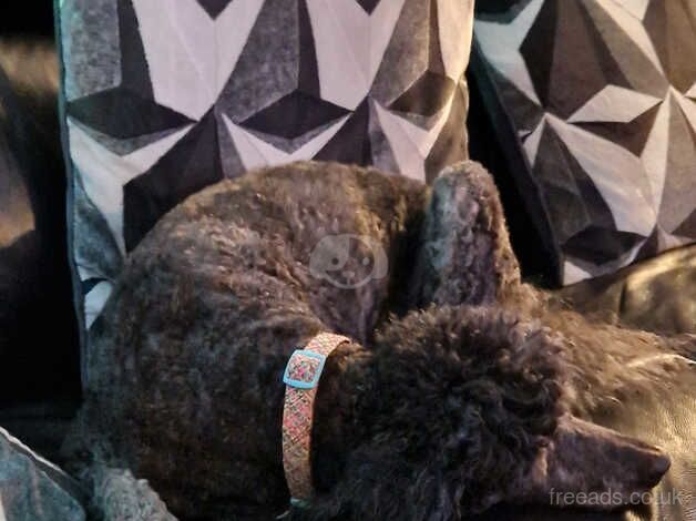 Gorgeous miniature size poodle for sale in Burnley, Lancashire - Image 2