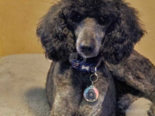 Gorgeous miniature size poodle for sale in Burnley, Lancashire - Image 4