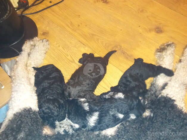 gorgeous poodle puppies for sale in Rugby, Warwickshire