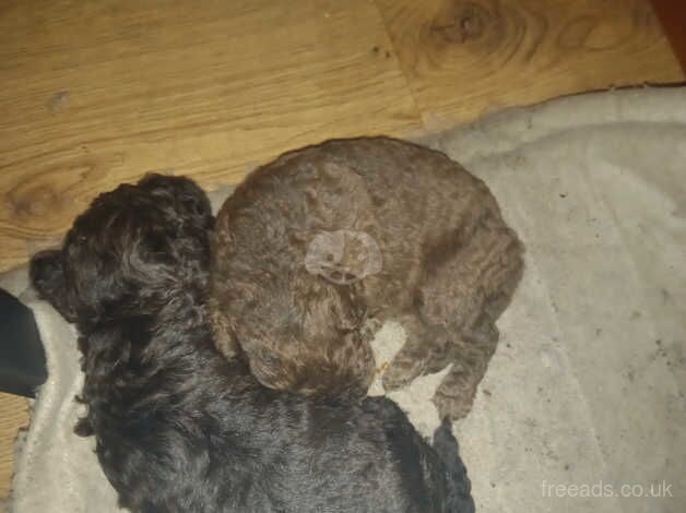 gorgeous poodle puppies for sale in Rugby, Warwickshire - Image 2