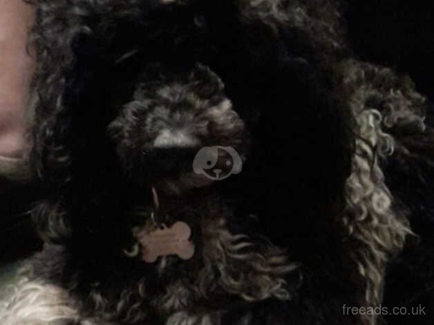 gorgeous poodle puppies for sale in Rugby, Warwickshire - Image 4