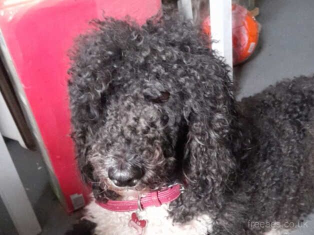 gorgeous poodle puppies for sale in Rugby, Warwickshire - Image 5