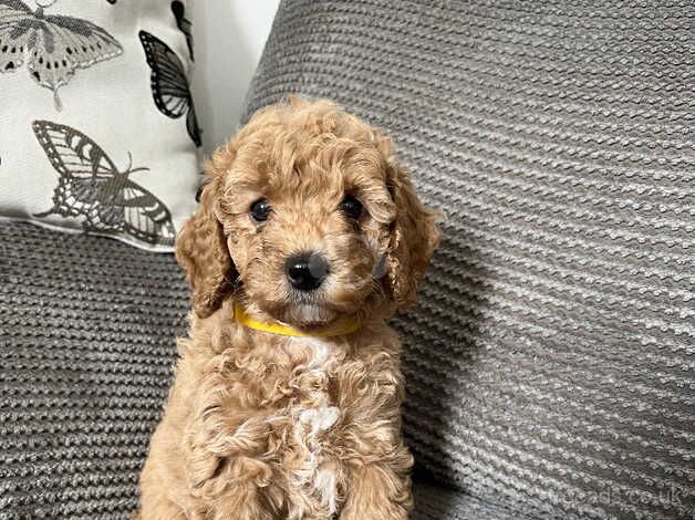 Gorgeous Red & Apricot pedigree miniature poodles for sale in Redruth, Cornwall - Image 1