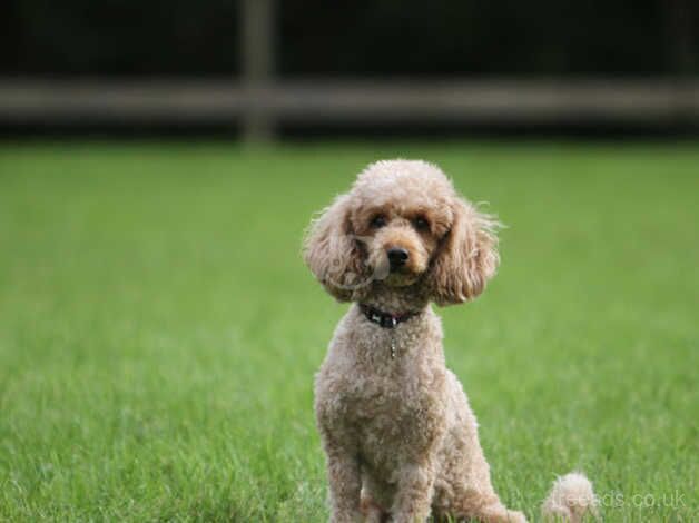 Gorgeous Red & Apricot pedigree miniature poodles for sale in Redruth, Cornwall - Image 2