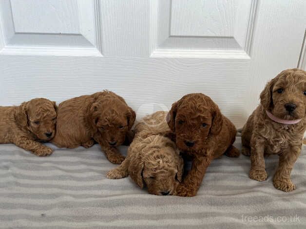 Gorgeous Red & Apricot pedigree miniature poodles for sale in Redruth, Cornwall - Image 4