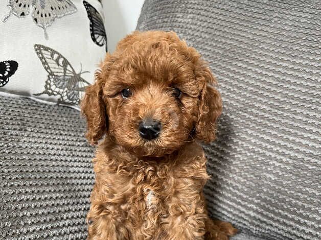 Gorgeous Red & Apricot pedigree miniature poodles for sale in Redruth, Cornwall - Image 5