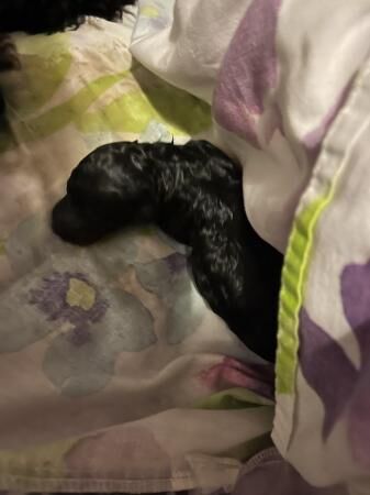 gorgeous show quality standard poodle puppies for sale in Wigan, Greater Manchester